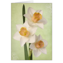 Jonquilles Cartes