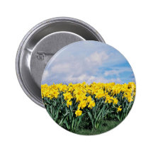Jonquilles de ressort, Shrewsbury, Shropshire, Ang Badge Avec Épingle