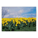 Jonquilles de ressort, Shrewsbury, Shropshire, Ang Carte De Vœux