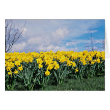 Jonquilles de ressort, Shrewsbury, Shropshire, Ang Carte De Vœux