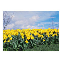Jonquilles de ressort, Shrewsbury, Shropshire, Ang Invitations Personnalisées