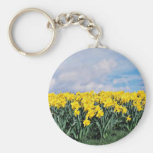 Jonquilles de ressort, Shrewsbury, Shropshire, Ang Porte-clefs