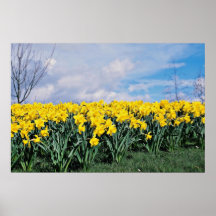 Jonquilles de ressort, Shrewsbury, Shropshire, Ang Posters