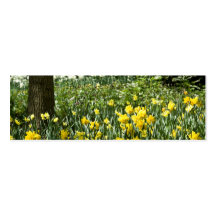 Jonquilles DSC0803 Cartes De Visite Personnelles