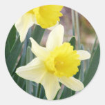 Jonquilles magnifiques adhésif rond