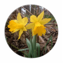 Jonquilles Photo En Relief