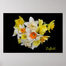 Jonquilles Posters