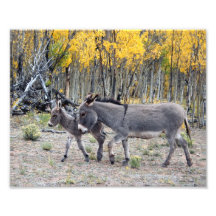 Jour 8x10 de naissance de Burro Photographies
