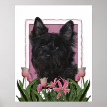 Jour de mères - tulipes roses - cairn Terrier - Ro Posters