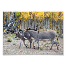 Jour de naissance de Burro Tirages Photo