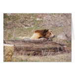 Jour rêvant l'ours gris carte de vœux