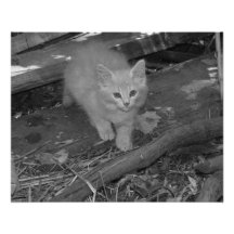 Juillet 2013 - B&W Photo