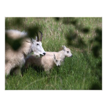 Jumeaux de chèvre de montagne tirages photo