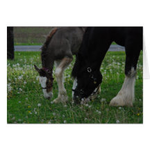 Jument et colt de Clydesdale Carte
