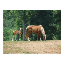 Jument et colt de montagne rocheuse cartes postales