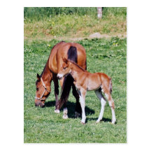 Jument et poulain amish cartes postales