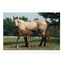 Jument et poulain quarts de cheval carte postale