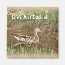 Juste aimant de Duckie