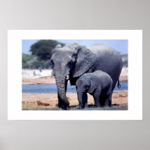 JUSTE ÉLÉPHANTS POSTERS