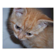 Juste un chaton art photographique
