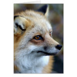 Juste un petit Fox mignon Carte De Vœux