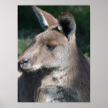 Kangourou australien posters