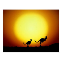 Kangourous dans l'Australien à l'intérieur Cartes Postales