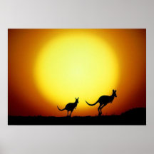 Kangourous dans l'Australien à l'intérieur Affiches
