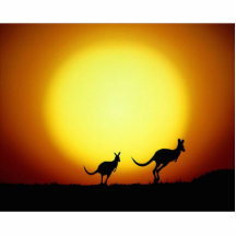 Kangourous dans l'Australien à l'intérieur Découpage En Acrylique