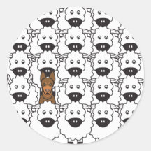 Kelpie australien chez les moutons adhésifs