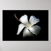 Ketmie blanche contre black.jpg posters