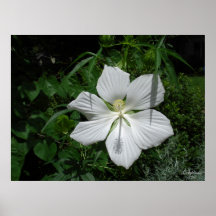 Ketmie blanche dans la copie d'été affiches