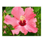 Ketmie dans la couleur de corail rose d'Hawaï Cartes Postales