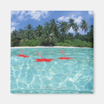 Ketmie flottant sur la mer aimants