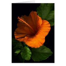 Ketmie orange dramatique carte de vœux