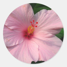 Ketmie rose adhésif rond