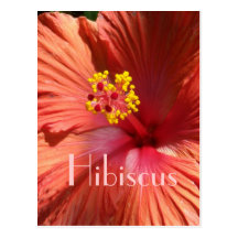 Ketmie rose orange lumineuse cartes postales