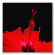 Ketmie rouge photographies d’art
