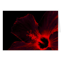 KETMIE ROUGE CARTES DE VŒUX