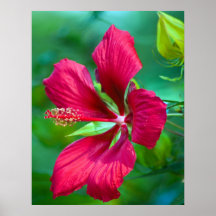 Ketmie rouge poster