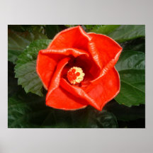 Ketmie rouge poster
