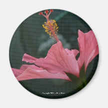 Ketmies profilées (rond) magnets