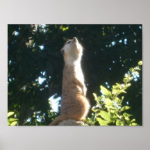 king1 affiche