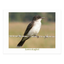 Kingbird oriental cartes postales