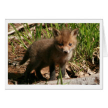 Kit de Fox Carte De Vœux
