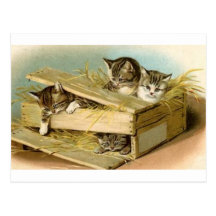 Kitty Carte Postale
