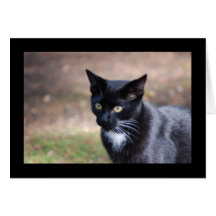 Kitty noir cartes de vœux