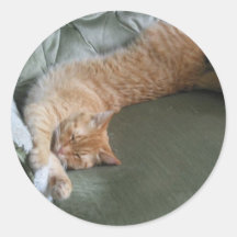 Kitty orange paresseux autocollants
