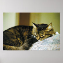 Kitty somnolent affiches