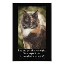 Kitty suffisant - que vous veulent ? photos sur toile
